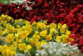 flores 02 jigsaw puzzle