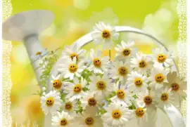 margaridas jigsaw puzzle