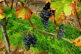 vendanges jigsaw puzzle