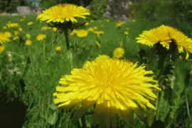 pissenlit jigsaw puzzle