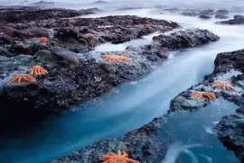 En la Costa Oeste de Nueva Zelanda jigsaw puzzle