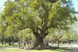 En Mar del Plata. Buenos Aires. Argentina jigsaw puzzle
