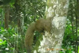 Esquilo jigsaw puzzle