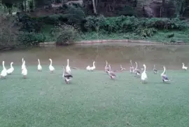 Gansos no Parque jigsaw puzzle