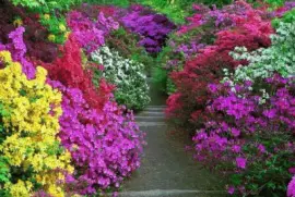 JardÃ¬ jigsaw puzzle