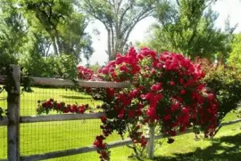 Natureza jigsaw puzzle