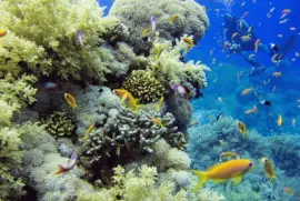 PN Ras Muhammad. Egipto