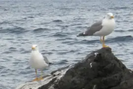 Me encontrÃ© estas gaviotas