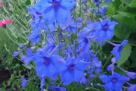 delphinium