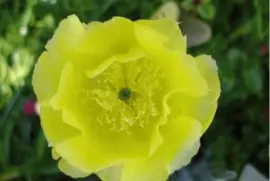 cactus flower jigsaw puzzle