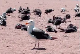 Western Gull jigsaw puzzle