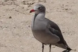 Heerman 's Gull jigsaw puzzle