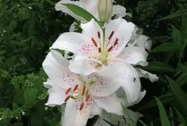 lilium muscadet