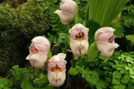 flores con formas raras