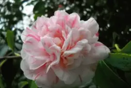 camelia rosa con blanco