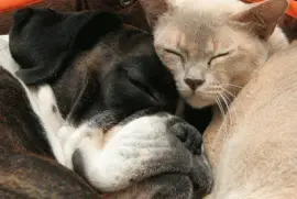 perro y gato