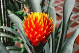 baston del emperador