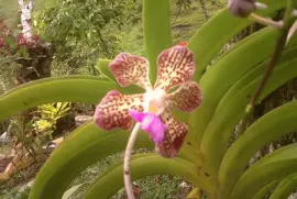 orquidea