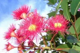 flor eucalyptus
