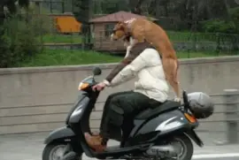 perro paseando en moto