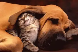 gato y perro durmiendo