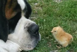 perro mirando al pollito