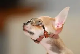 perro con anteojos