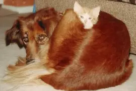 perro y gatito juntos
