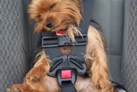 perrito con cinturon