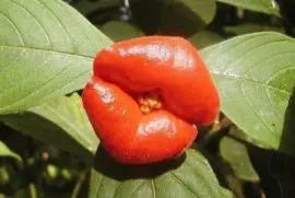 flor en forma de labios