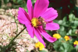 flor y abeja