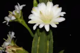 flor de cactus