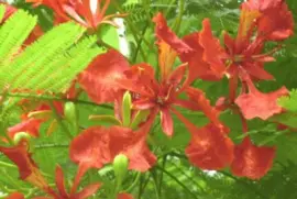 de la flia. de azucenas