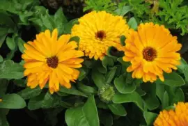 calendulas