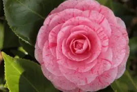 camelia