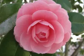 camelia