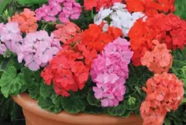 macesetero con malvas