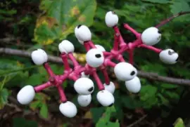 flor ojos de muÃ±eca