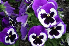 pensamientos violeta