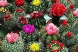 diferentes cactus