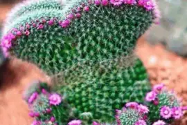 Cactus flor Rosa