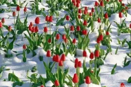 tulipanes rojos en la nieve