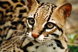 ocelote
