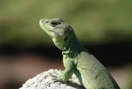 pristidactylus achalensis