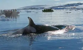 Orca en la AntÃ¡rtida Argentina