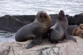 leones marinos