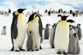 pingÃ¼inos en la AntÃ¡rtida.