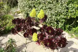 aeonium arboreum
