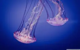 jellyfish