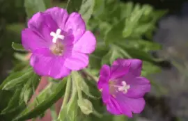 פאזל של epilobes